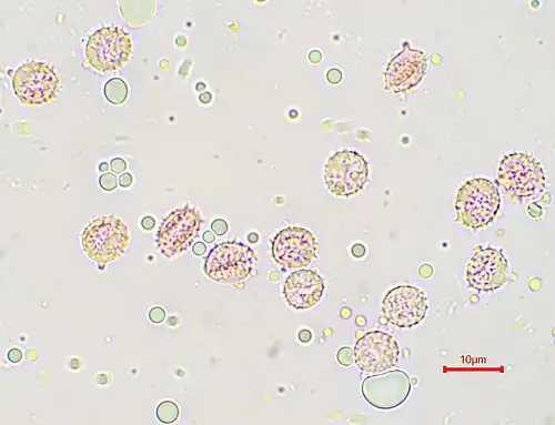 Spores