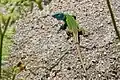 Lagarto verdinegro