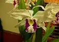 Cattleya purpurata var. oculata