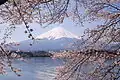 Cherry blossoms