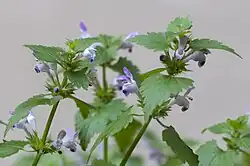 Lamium garganicum at the Canyon Kapıkaya. Karaisalı - Adana, Turkey