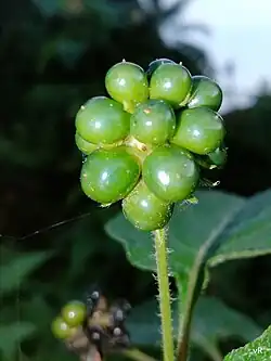 Fruits