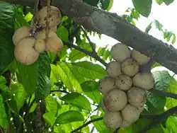 L. domesticum 'Jolo' cultivar growing in Valencia, Negros Oriental, Philippines