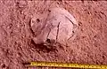 Burial 9 - Field picture during early stages of excavation