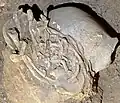 Burial 14 - Disarticulated post-cranial remains of two children were deposited next an adult cranium.