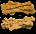 Burial 17 - Anterior and posterior view of bundle of post-cranial child bones that was deposited next to the adult cranium.