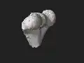Burial 17 - Sectioned distal extremity of left humerus 3D.