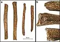 Burial 18 - Long bones had their extremities chopped off.