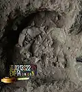 Burial 22. Excavation at exposition 14.