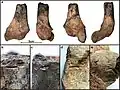 Isolated bone (PN3083) - Chopp distal femur with burning and gnawing marks