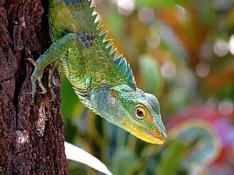 C. grandisquamis