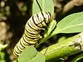 Larva