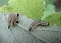 Cibdela janthina larvae on Rubus alceifolius leaf