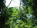 The jungle