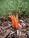 Individual fruiting body growing on pine bark mulch of unknown origin.
