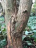 Main trunk (girth 11&nbsp;cm) of mature shrubby specimen, Royal Botanic Garden Edinburgh.