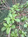 Spring shoots, emerging from older, arching growth of mature specimen, Royal Botanic Garden Edinburgh.