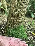 Tree trunk (girth 37&nbsp;cm) of 6m arborescent specimen, Logan, showing fully mature bark