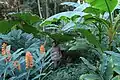 the jardin jungle of Eu