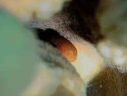 Paragobiodon modestus