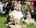 Ring-tailed lemurs