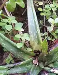 'Nquancule' cultivar - showing elongated "scimitar" leaves
