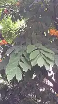 Saraca indica ovate leaves.