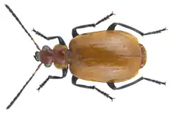 Lebistina sp.
