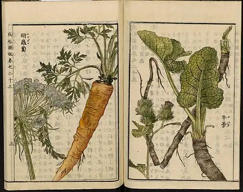 Leiden University Library - Seikei Zusetsu vol. 23, page 003 - 胡蘿蔔 - Daucus carota L. - 牛蒡 - Arctium lappa L., 1804
