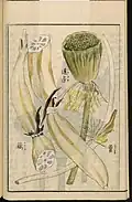 Illustration from the Seikei Zusetsu, 1804, Leiden University Library, Ser. 1042