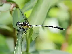 Male, side on