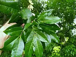 Foliage
