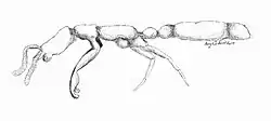 Leptanilla japonica worker ant