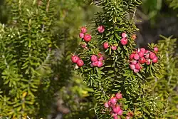 Branches with pink berries