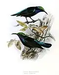subspecies nigriscapularis & salvadorii