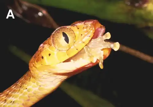 Leptodeira septentrionalis eating Cochranella mache.