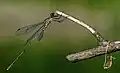 Chalcolestes parvidens