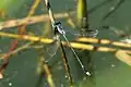 Male