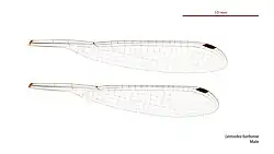 Male wings