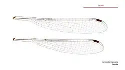 Female wings