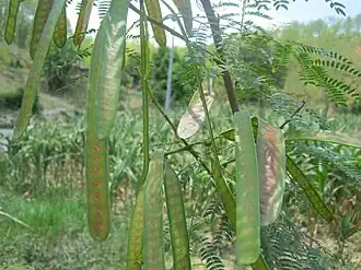 L. leucocephala pods in the month of May, Nepal