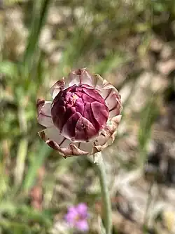 Bud