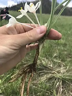 An uprooted plant
