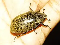 Leucopholis lepidophora on a human hand