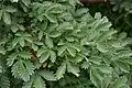 Leucosidea sericea ("Ouhout")
