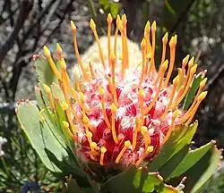 L. pluridens