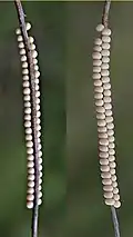 Eggs laid in rows on plant stalks