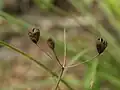 Seed capsules