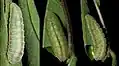 Larvae