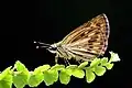 Imago (ventral view)